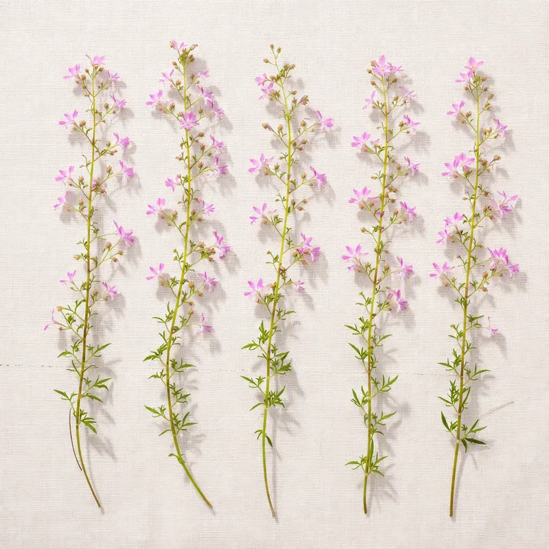 Roze lobelia - afbeelding 4