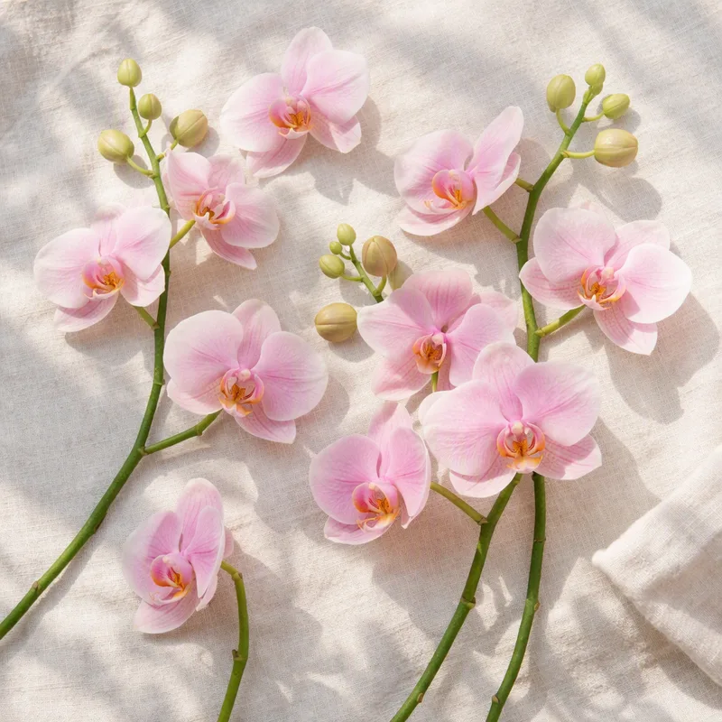 Roze bruidsorchidee - afbeelding 4