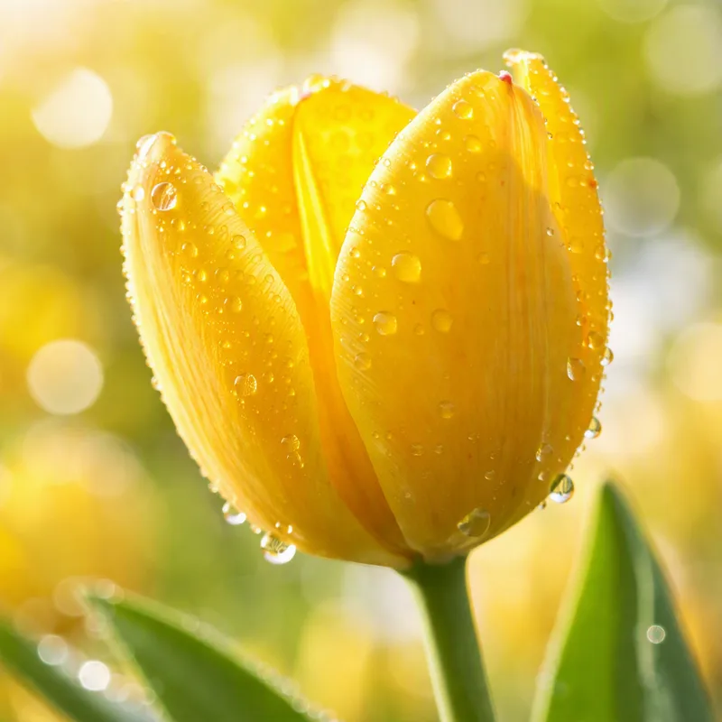 Klassieke tulp - afbeelding 1