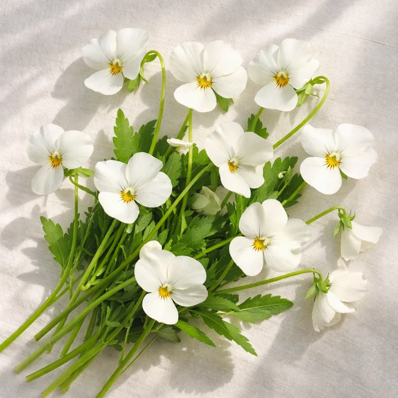 Violette blanche - image 4