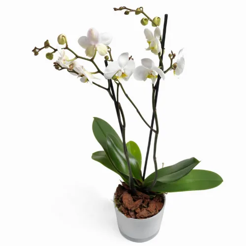 Melkwitte Orchidee