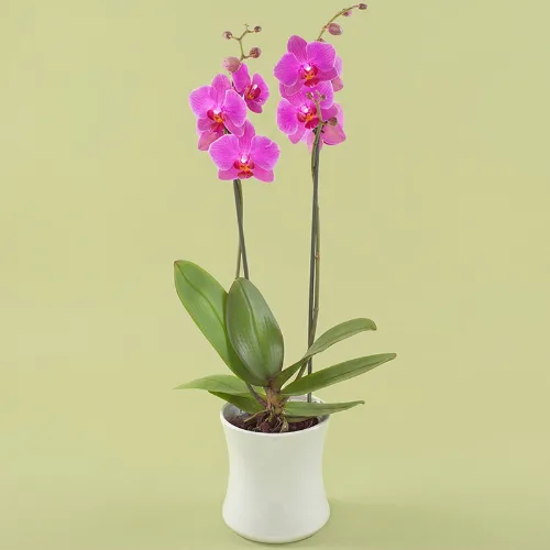 Roze orchidee
